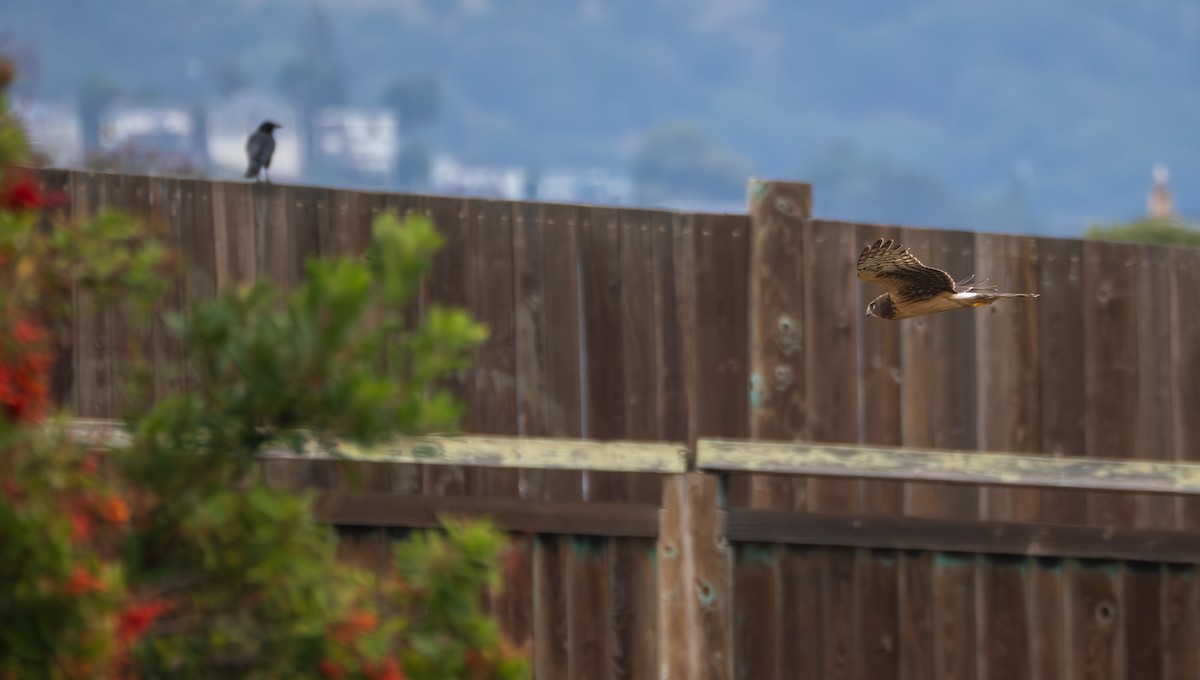 Northern Harrier - ML645755418