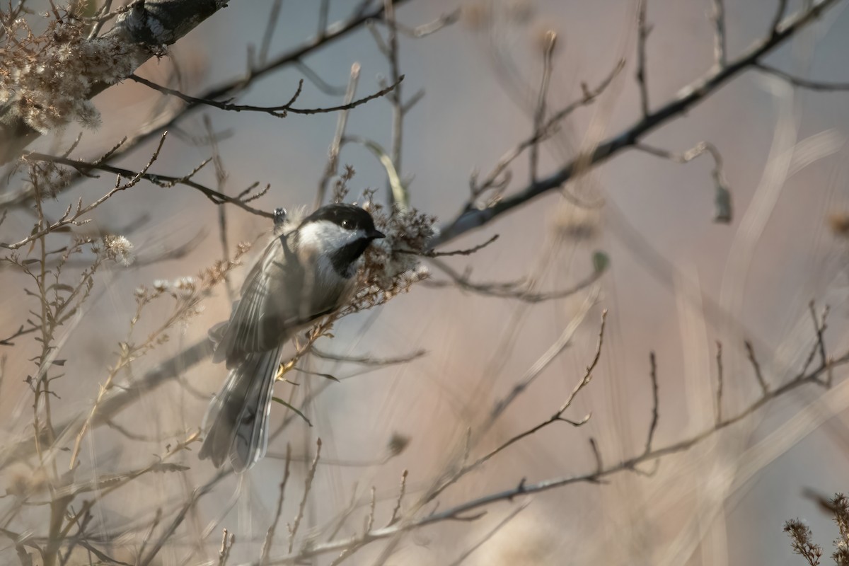 Гаїчка світлокрила - ML645755421