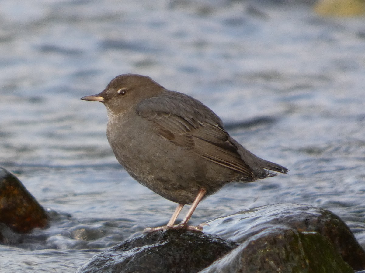 American Dipper - ML645755424