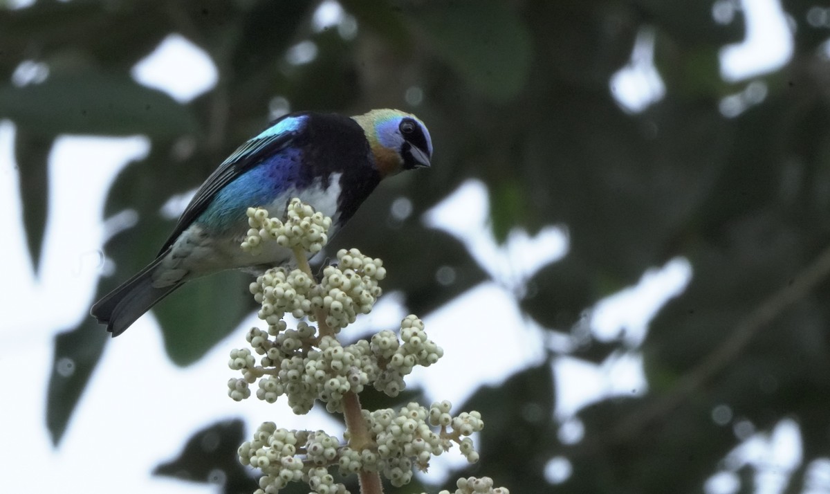 Golden-hooded Tanager - ML645755425