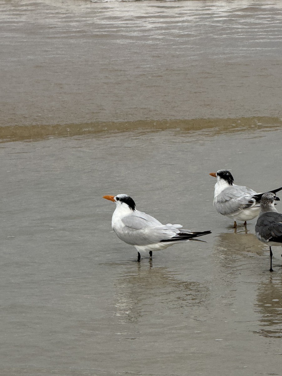 Royal Tern - ML645755427