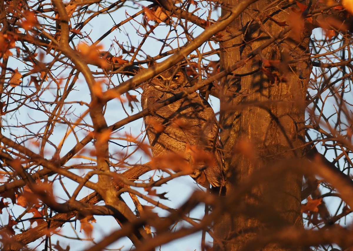 Great Horned Owl - ML645755428