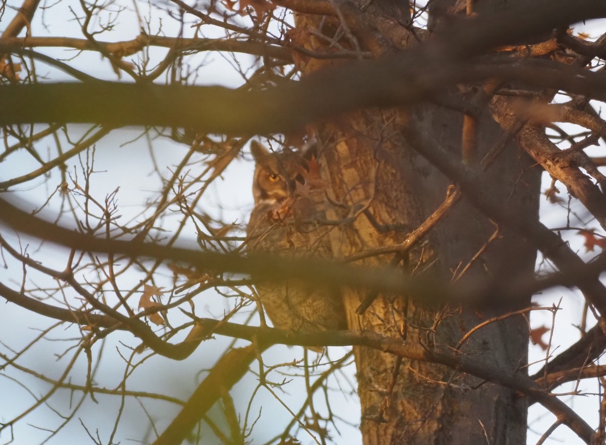 Great Horned Owl - ML645755429