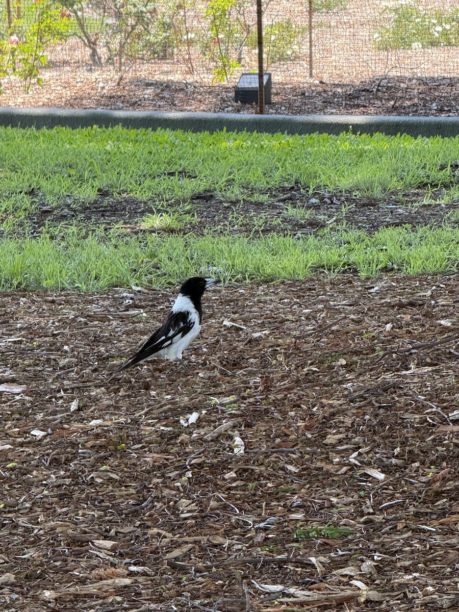 flétňák černohrdlý - ML645755430