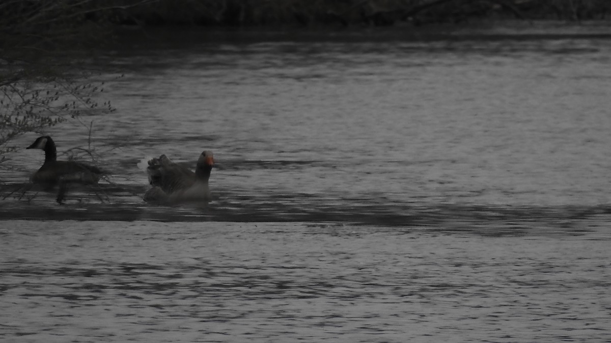 Graylag Goose (Domestic type) - ML645755431