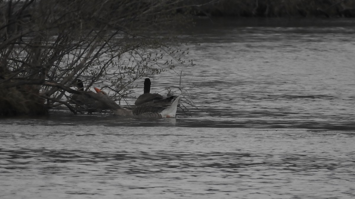 Graylag Goose (Domestic type) - ML645755432