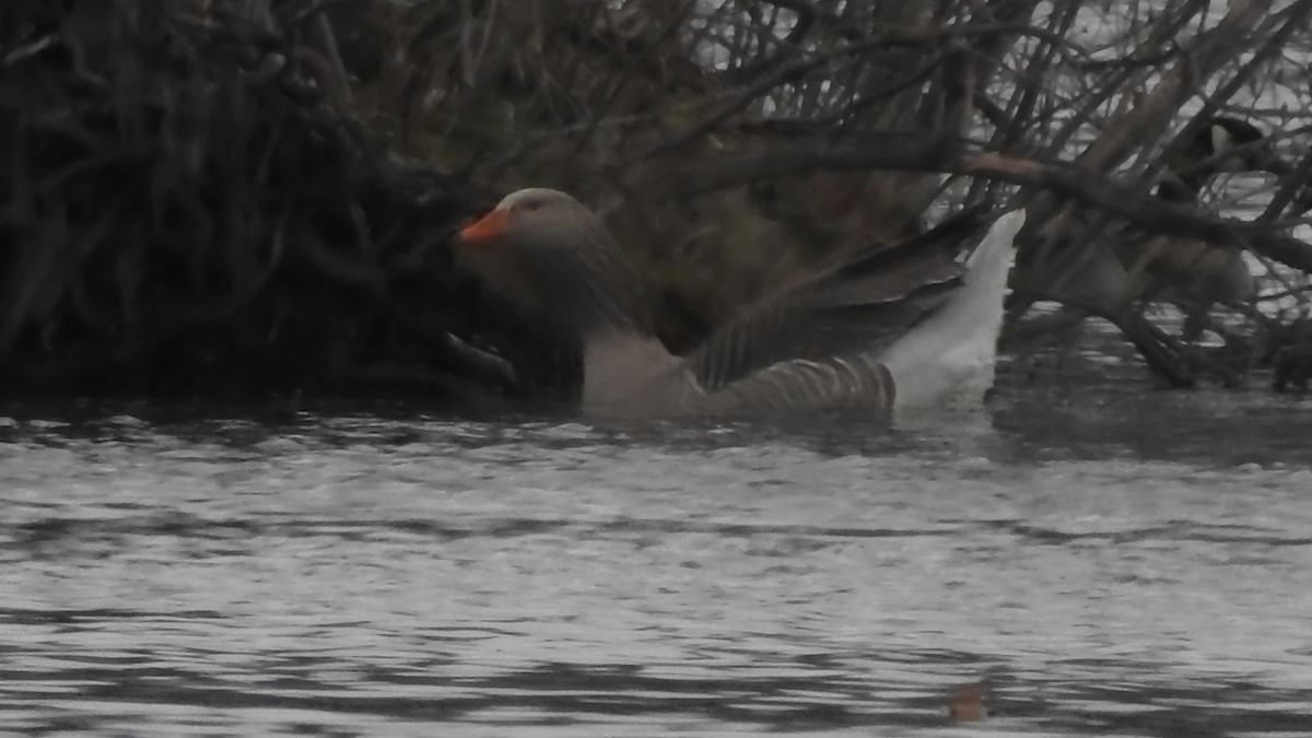 Graylag Goose (Domestic type) - ML645755433