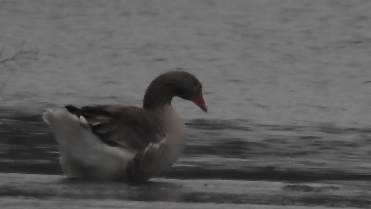 Graylag Goose (Domestic type) - ML645755436