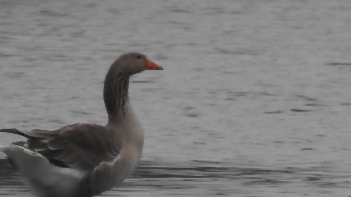 Graylag Goose (Domestic type) - ML645755437