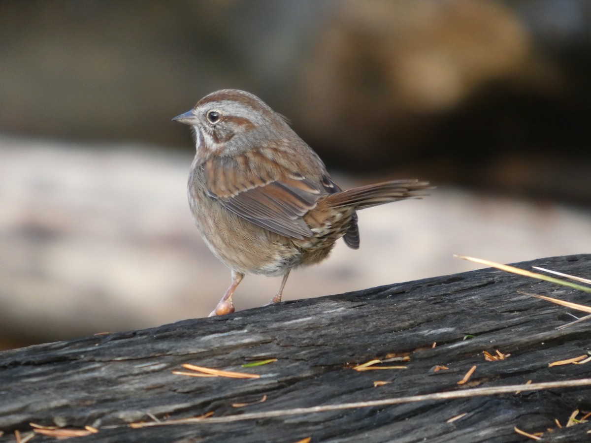 strnadec zpěvný - ML645755440