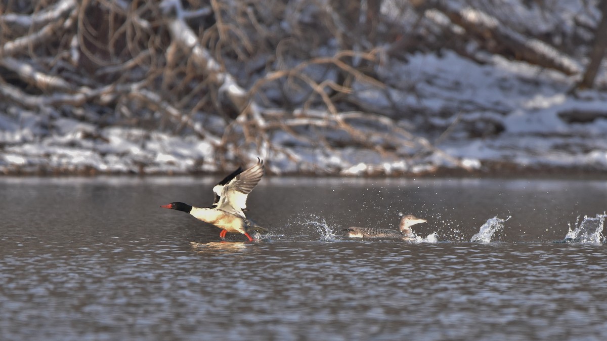 Büyük Tarakdiş - ML645755442