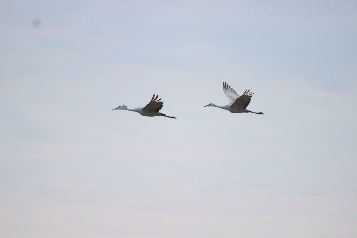 jeřáb kanadský - ML645755444