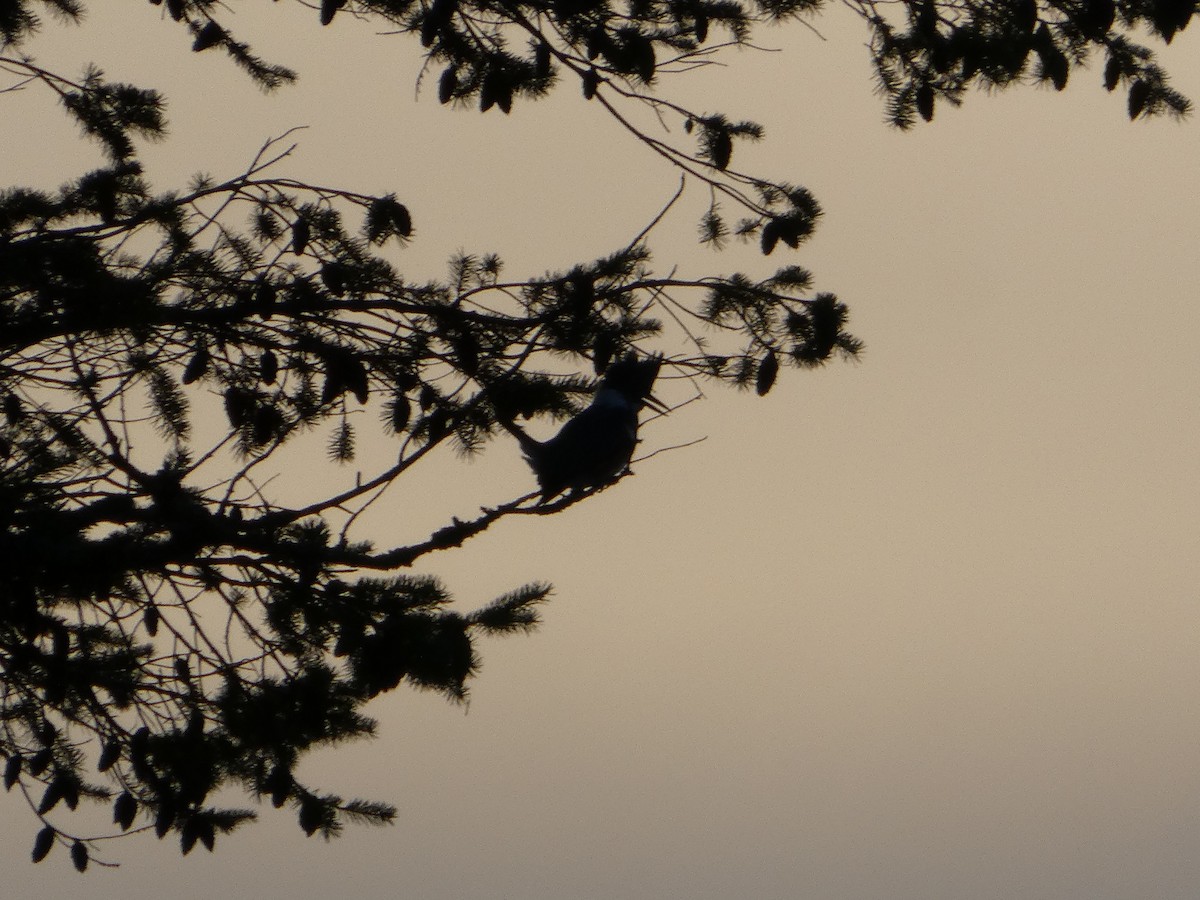 rybařík pruhoprsý - ML645755462