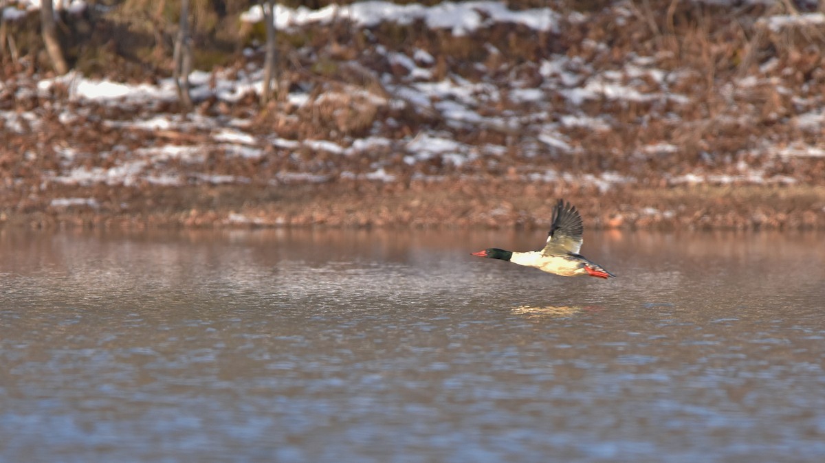 Büyük Tarakdiş - ML645755465