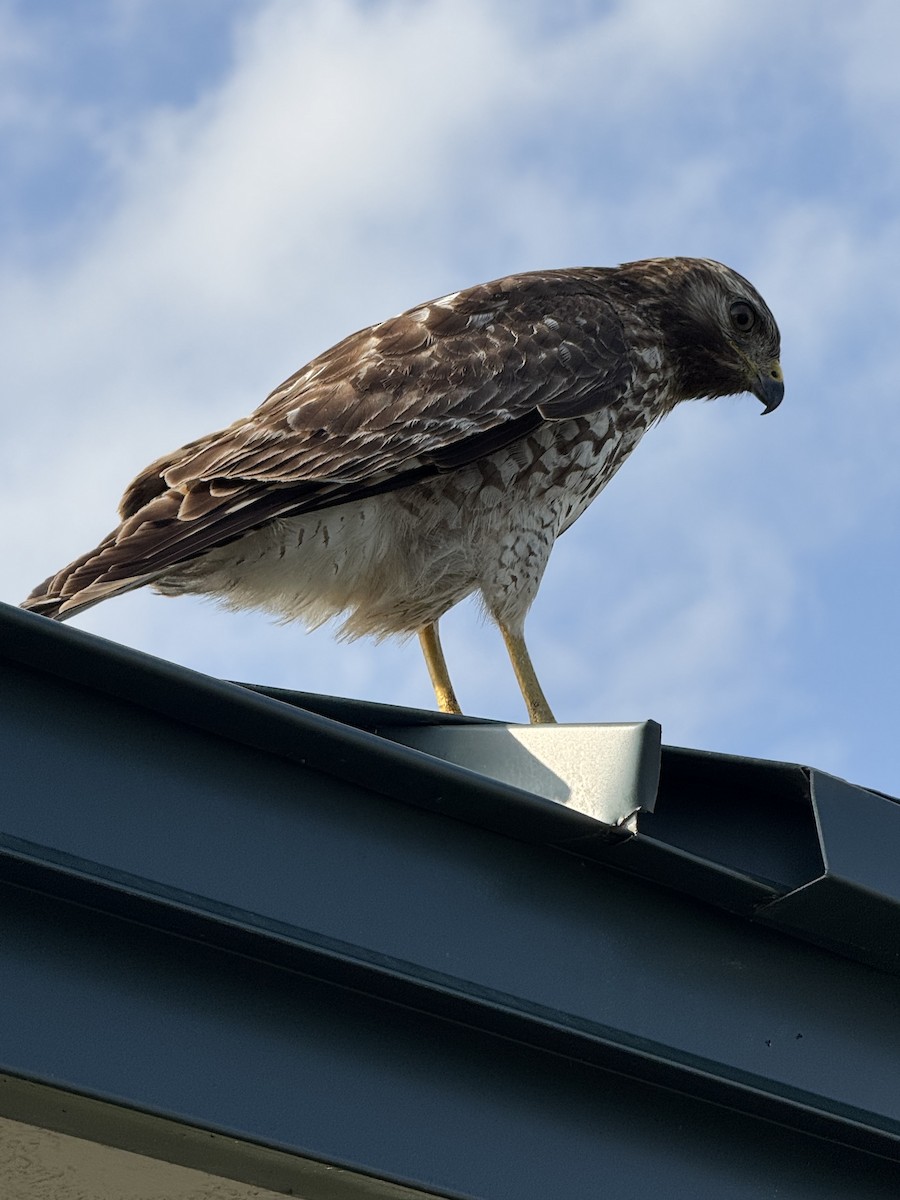 Red-shouldered Hawk - ML645755467