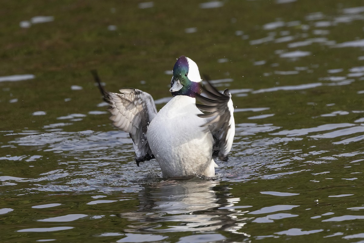 Bufflehead - ML645755468