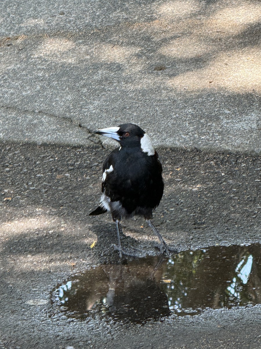 flétňák australský - ML645755475