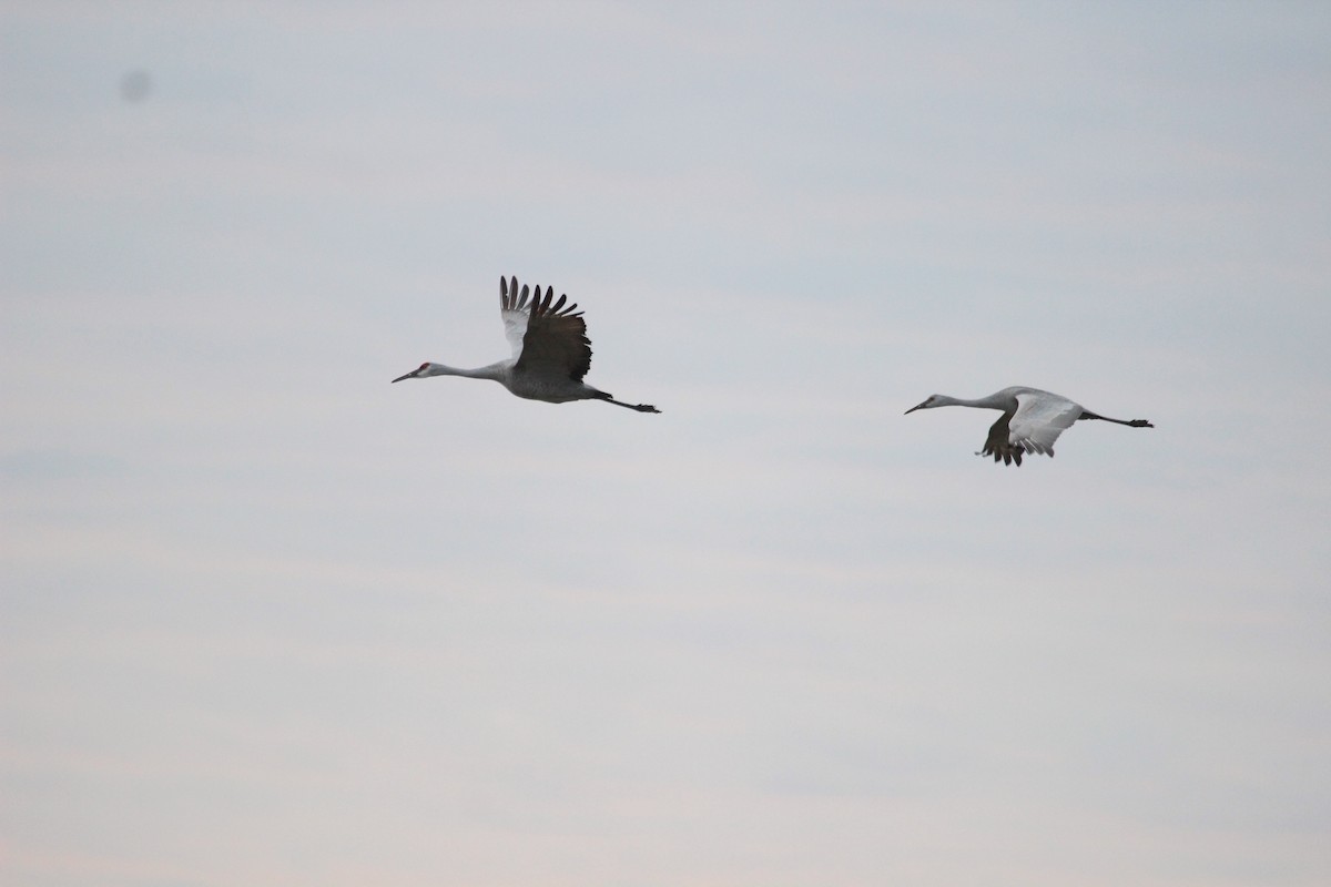 jeřáb kanadský - ML645755481