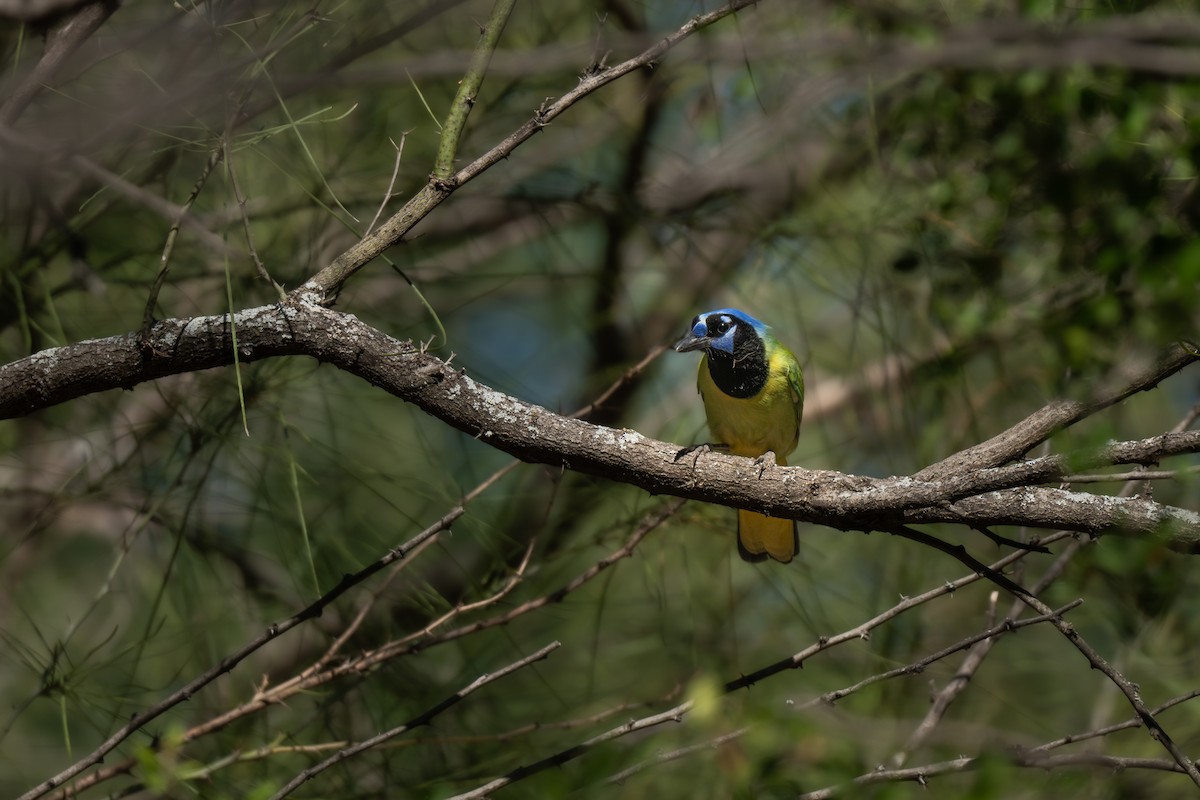 Geai vert - ML645755483