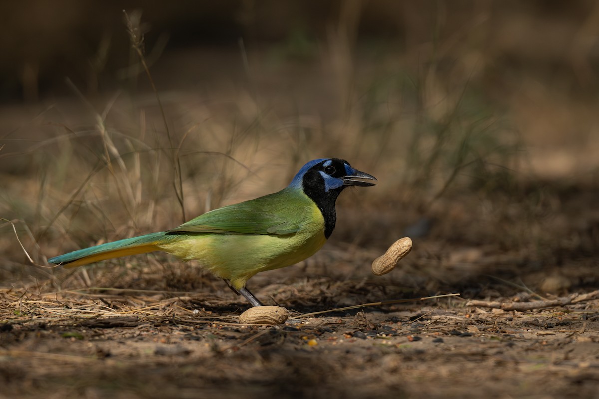 Geai vert - ML645755484