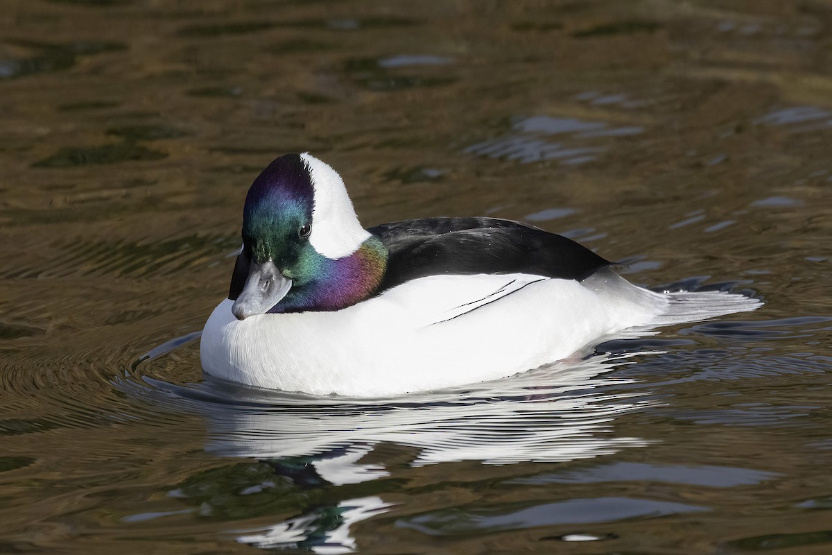 Bufflehead - ML645755487