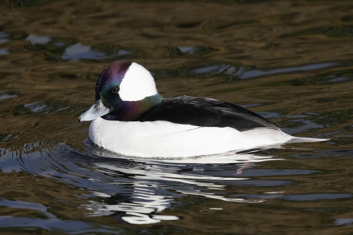 Bufflehead - ML645755493