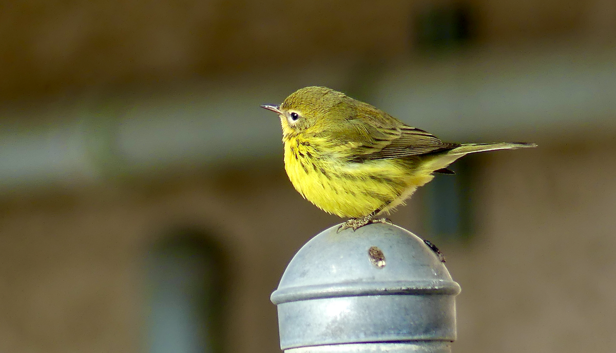 Prairie Warbler - ML645755500