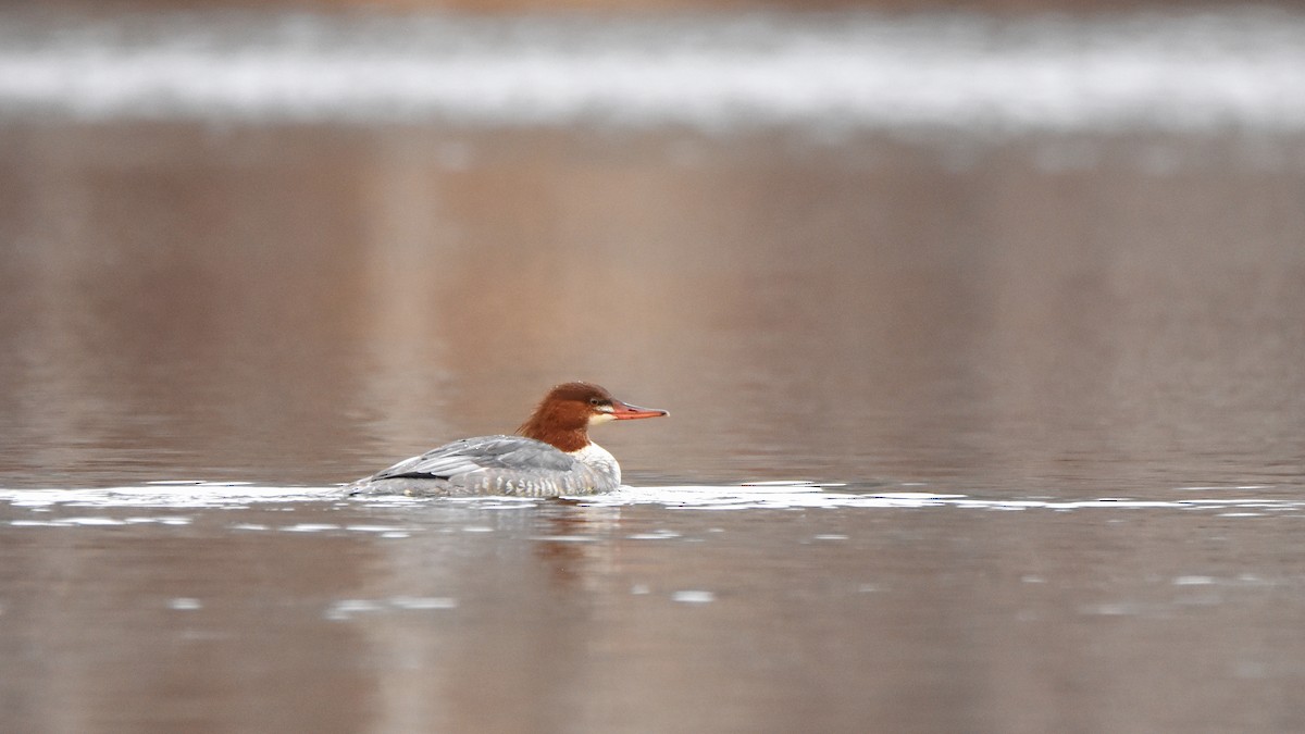 Büyük Tarakdiş - ML645755503