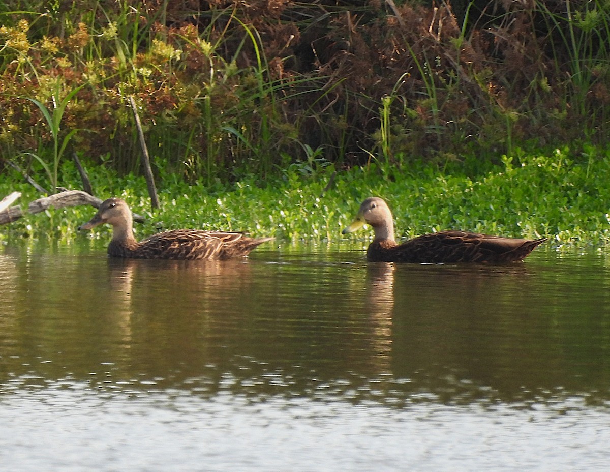 Mottled Duck - ML645755505