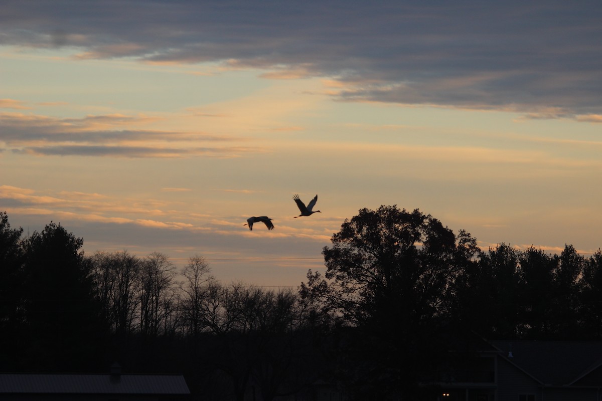 jeřáb kanadský - ML645755507