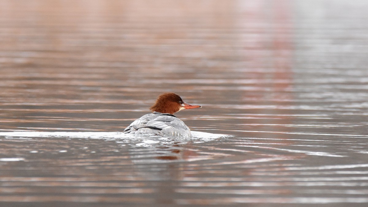 Büyük Tarakdiş - ML645755511