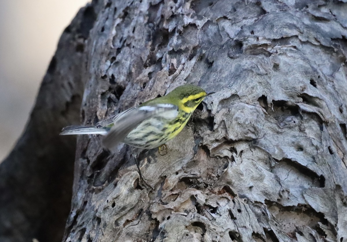Townsend's Warbler - ML645755512
