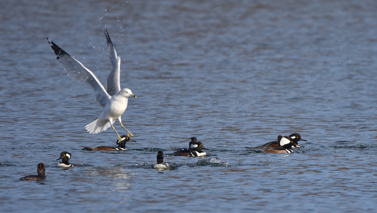 Halkalı Martı - ML645755527