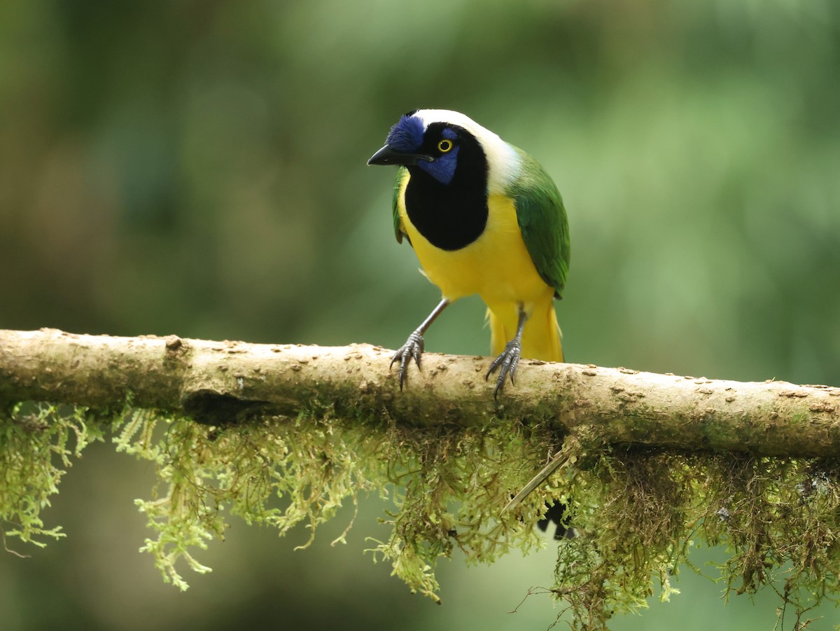 Geai vert - ML645755530