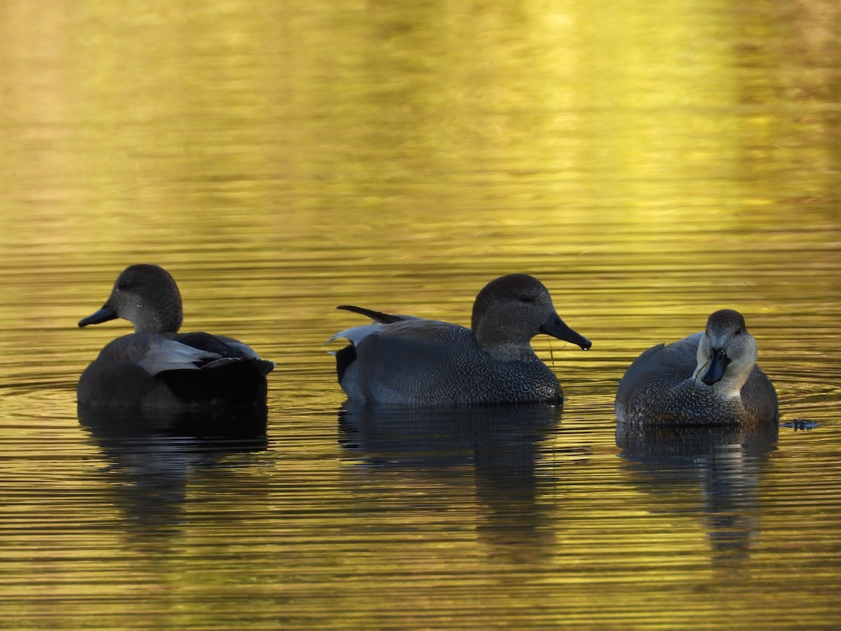 Серая утка - ML645755536