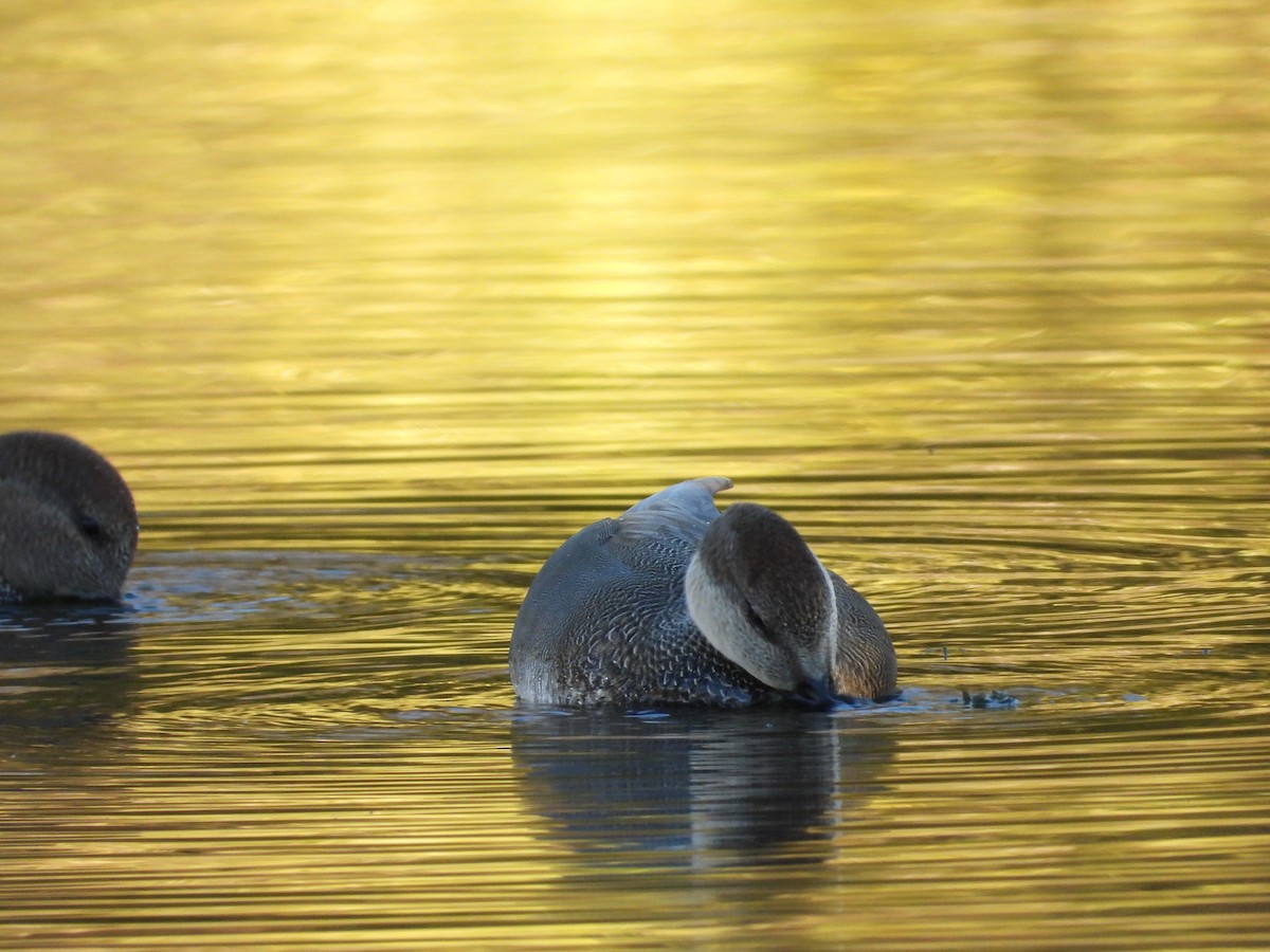 Серая утка - ML645755537