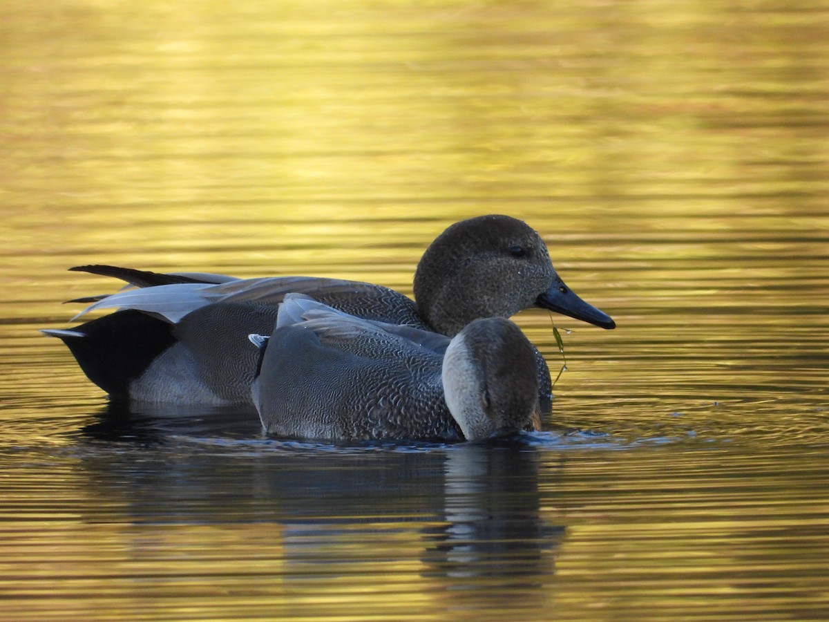 Серая утка - ML645755538
