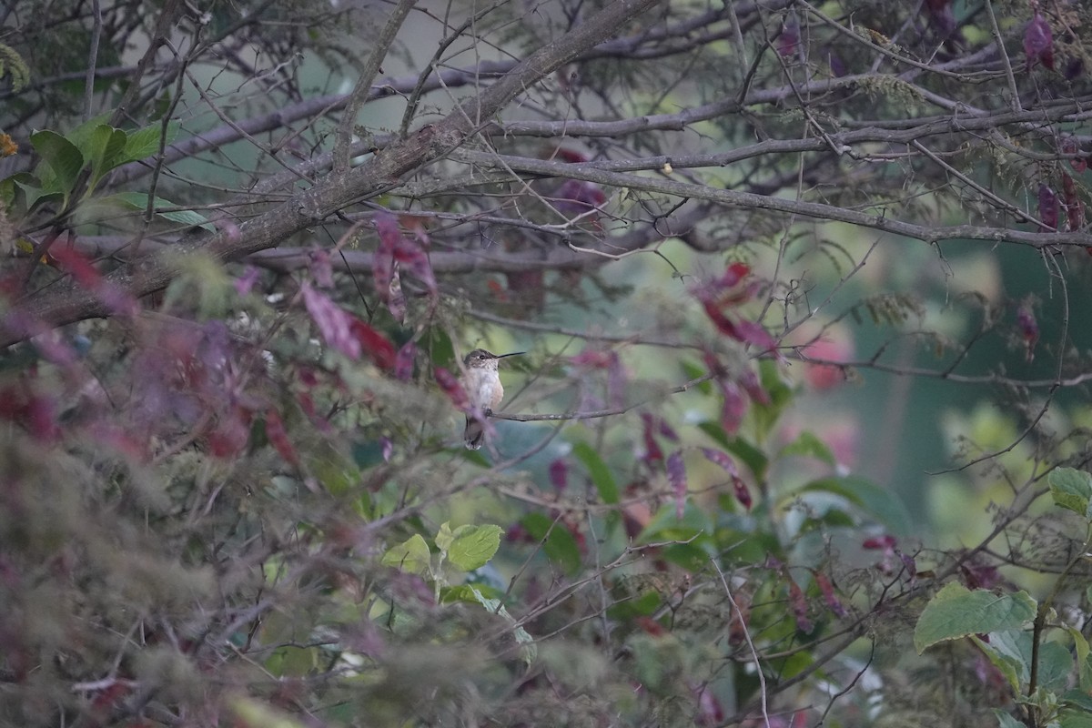 Колібрі рубіновогорлий - ML645755539