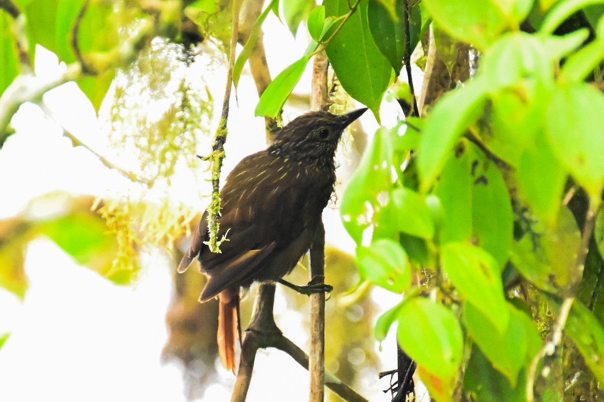 Streak-capped Treehunter - ML645755540