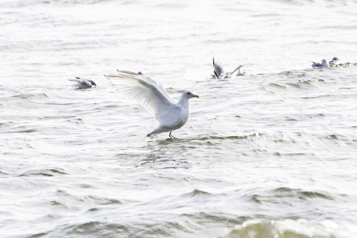 Larus sp. - ML645755542