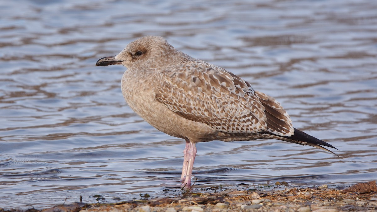 Amerika Gümüş Martısı - ML645755543