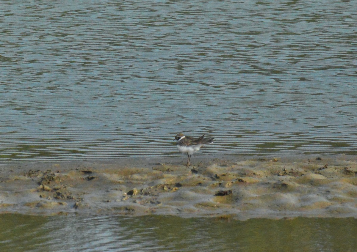 Little Ringed Plover - ML645755558