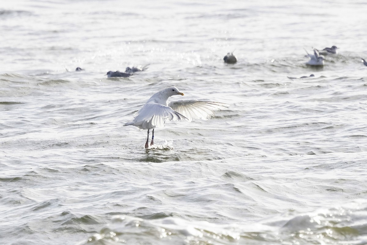 Larus sp. - ML645755560
