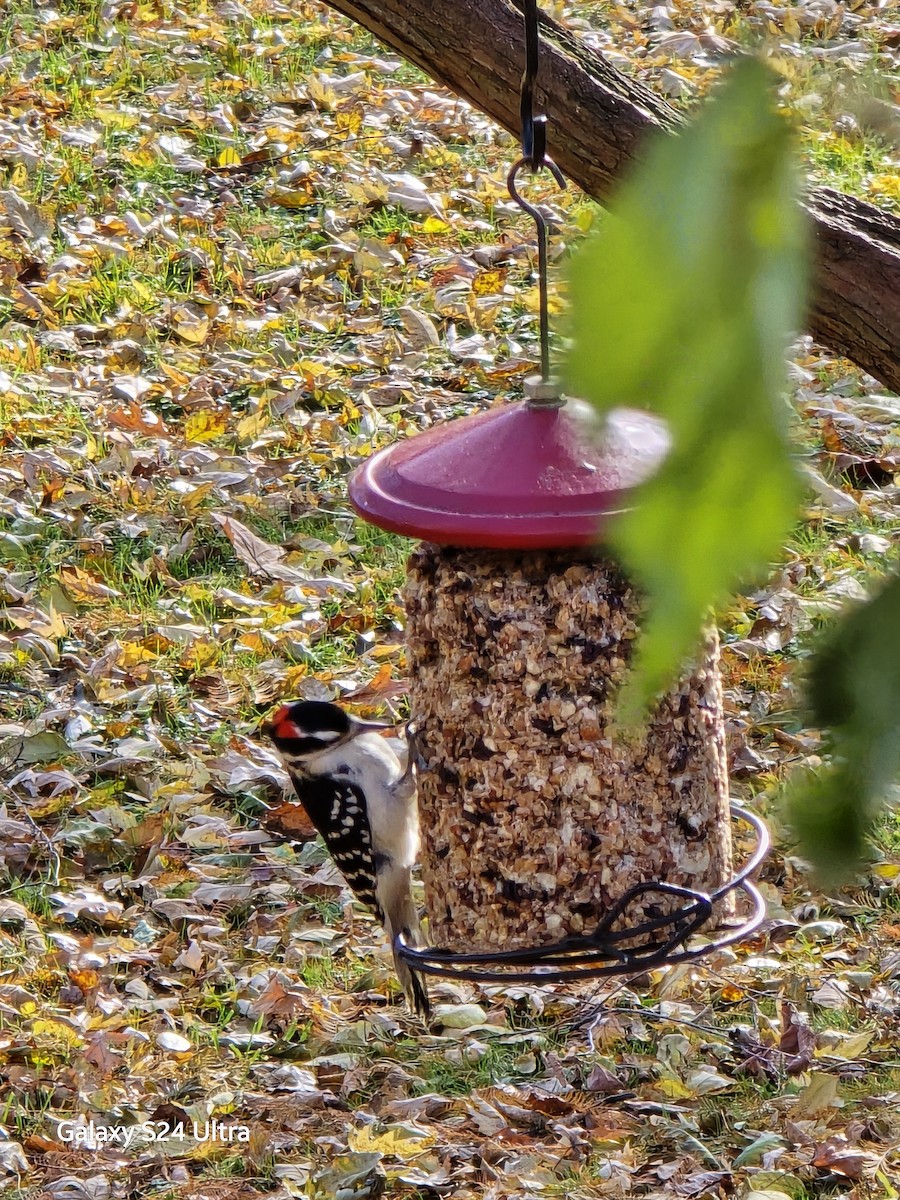 Sert Tüylü Ağaçkakan - ML645755561