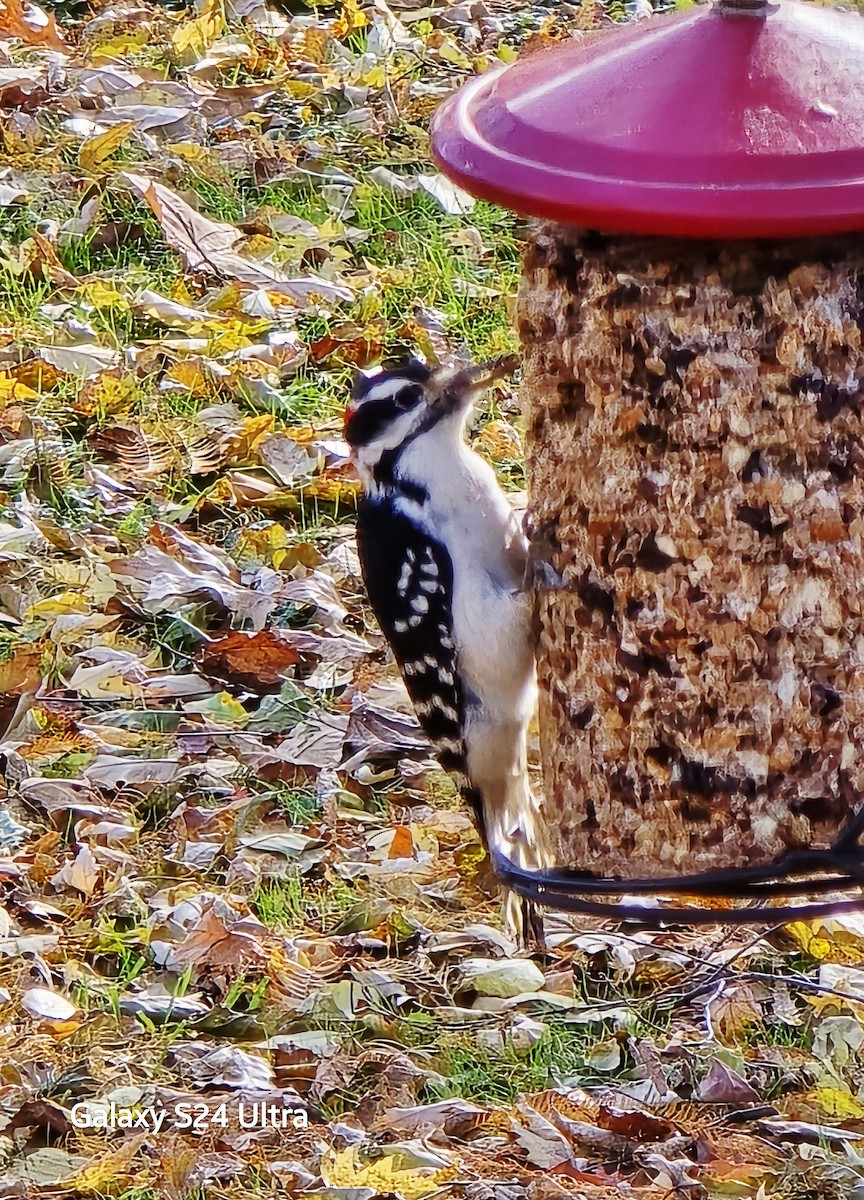 Sert Tüylü Ağaçkakan - ML645755562