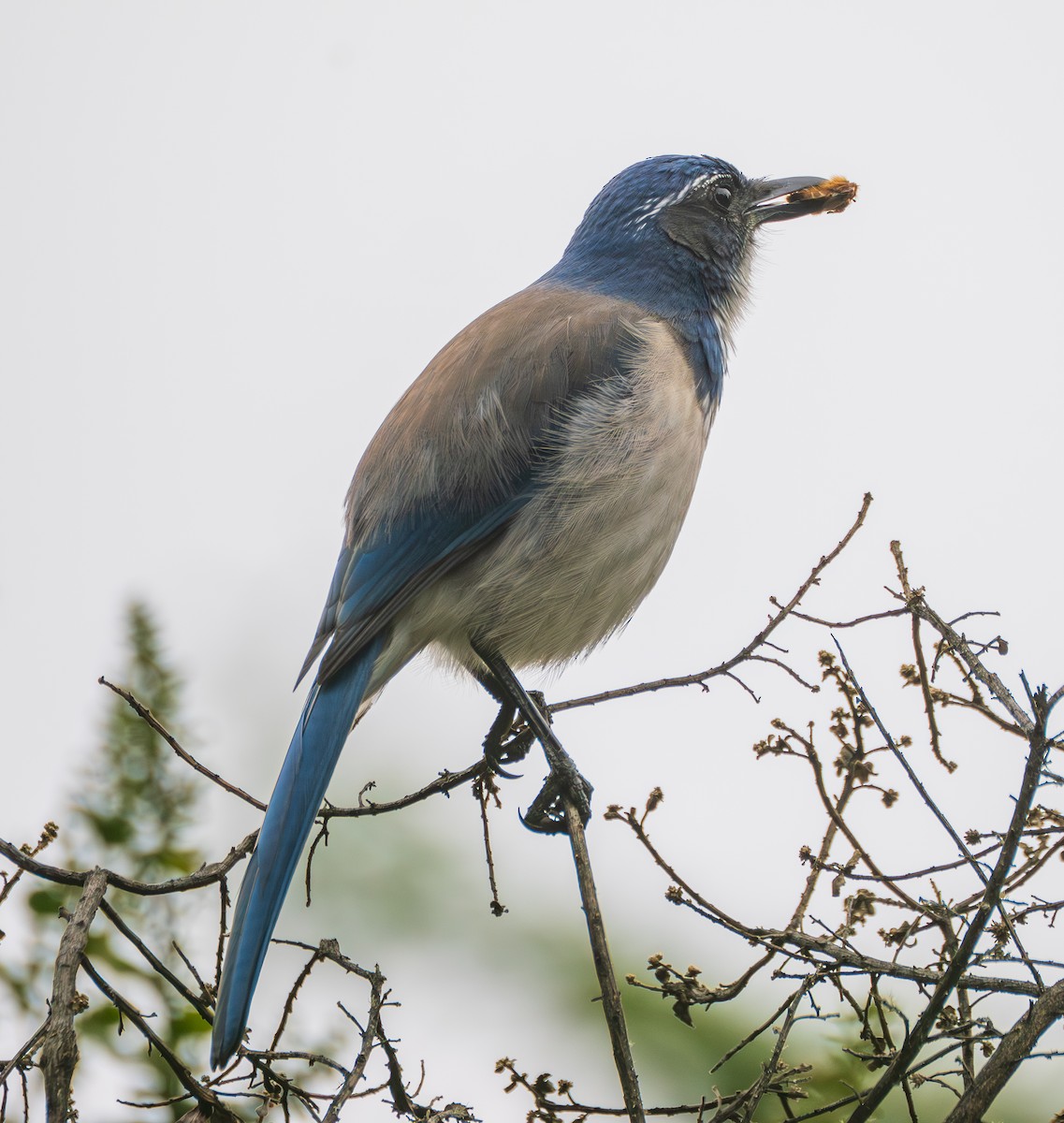 California Scrub-Jay - ML645755563