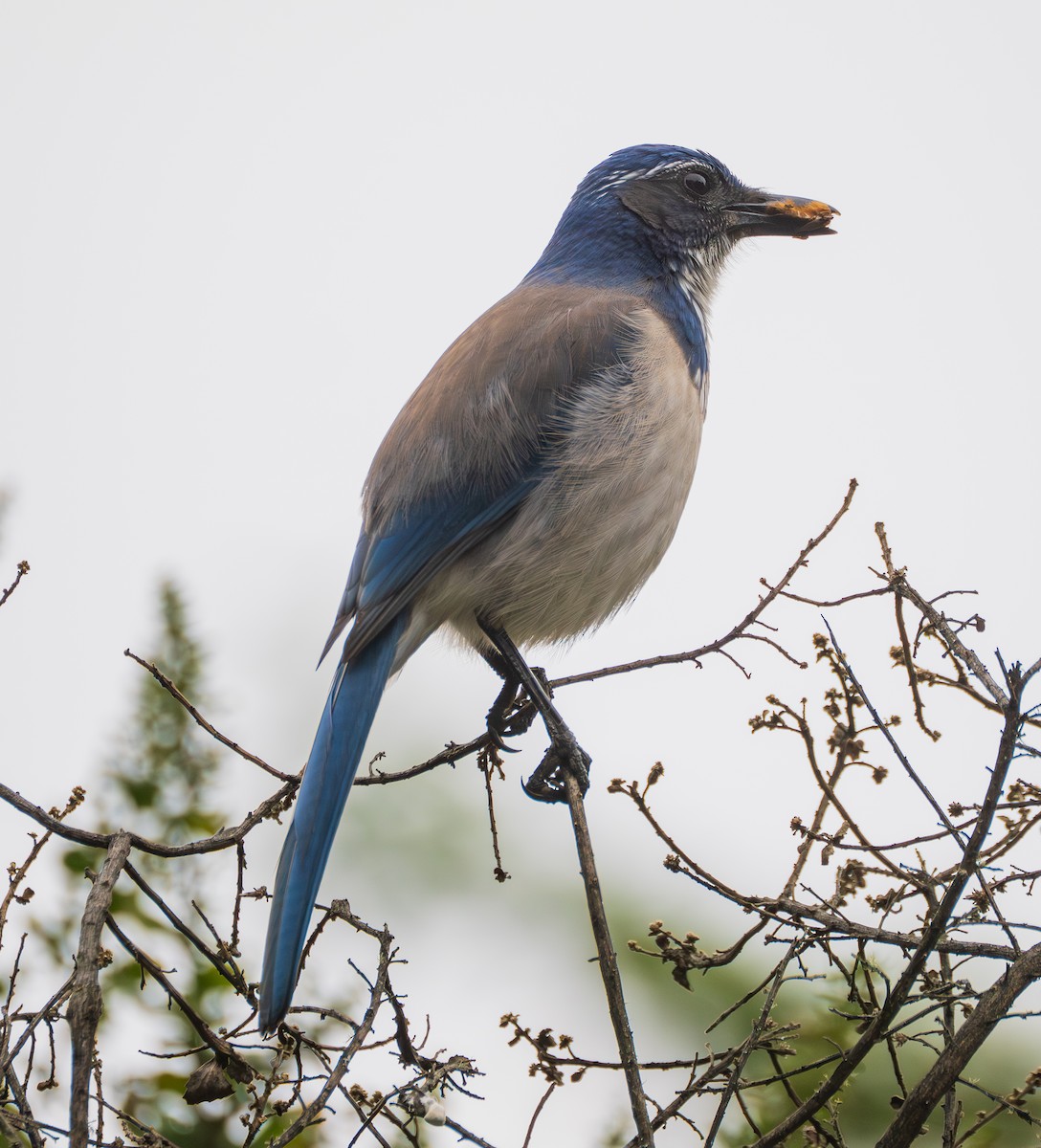 California Scrub-Jay - ML645755564