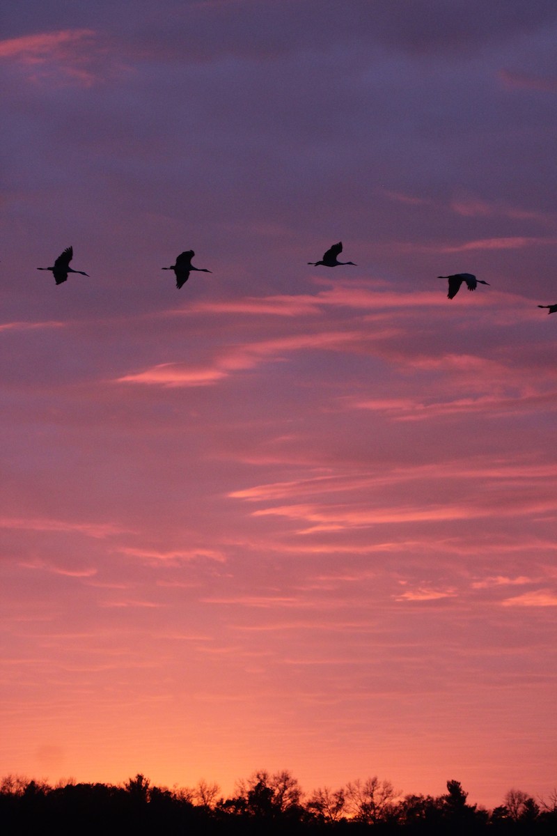 jeřáb kanadský - ML645755566