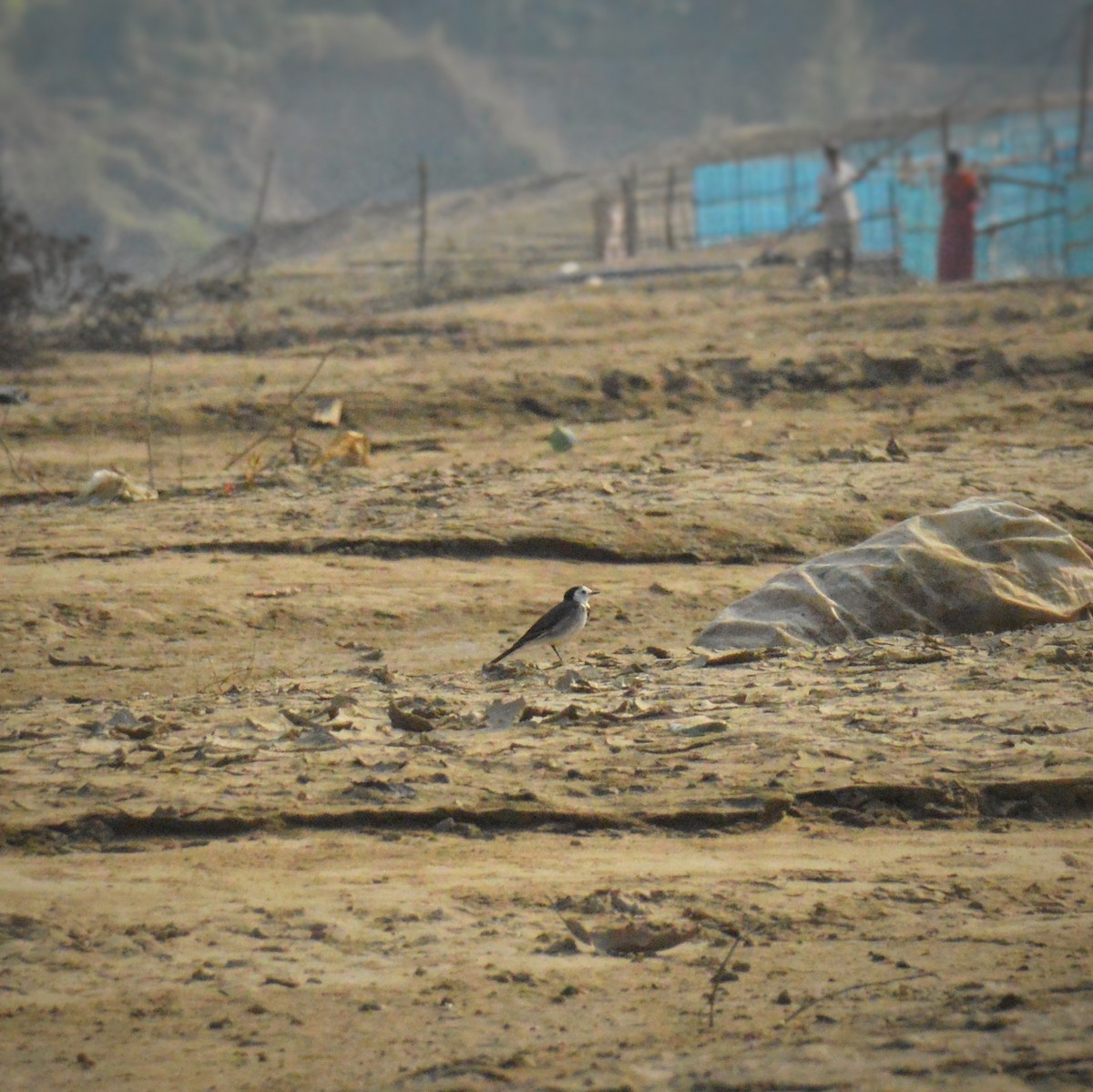 White Wagtail - ML645755574