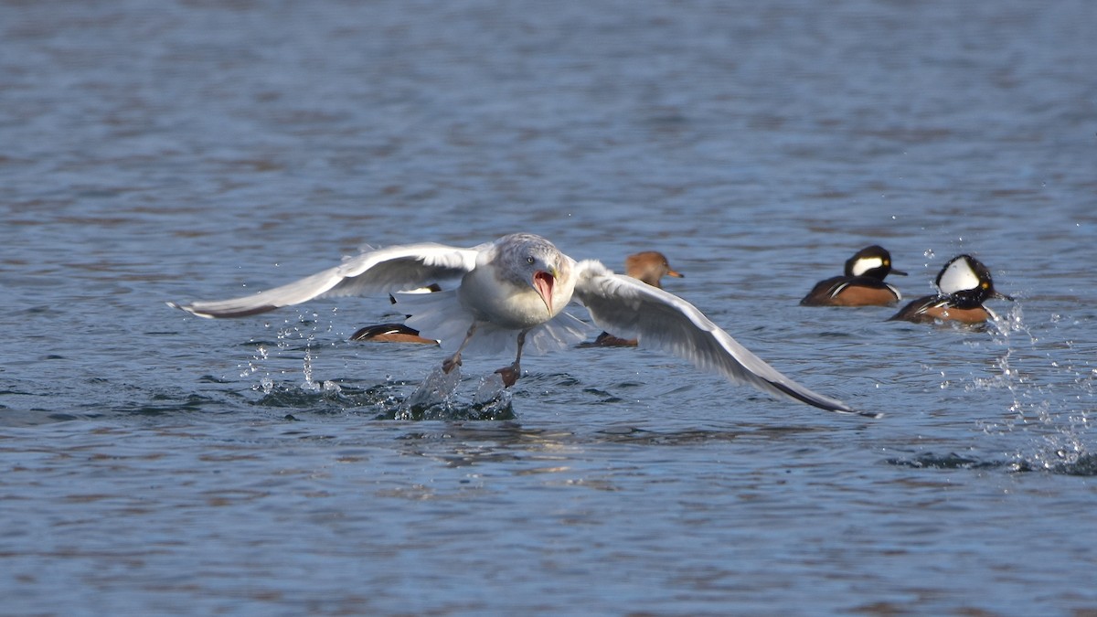 Amerika Gümüş Martısı - ML645755575